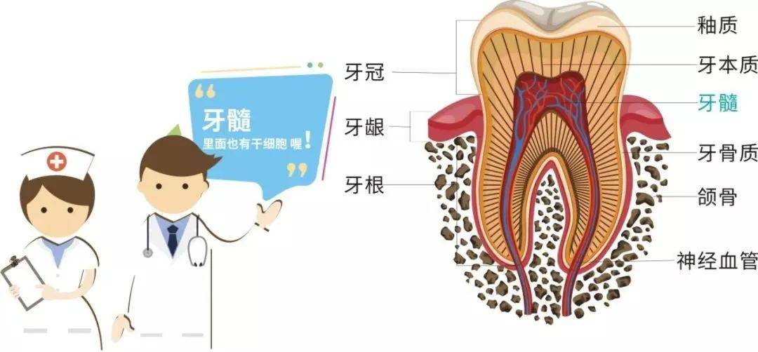 牙髓间充质干细胞图片