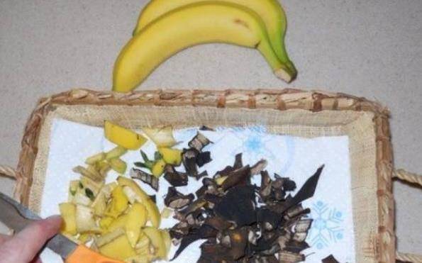 吃剩的水果皮 也能做环保肥料 养花不是一般的好 植物 全网搜