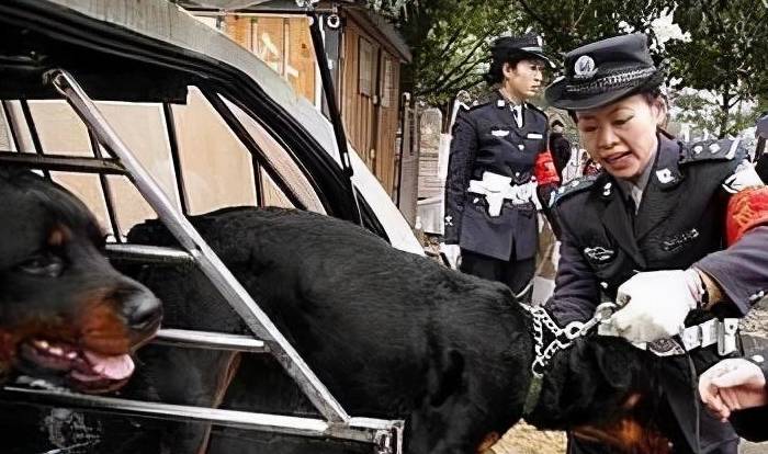 这5种 大型犬 没有被城市 禁养 养了的不用担心会被抓 狗狗 全网搜