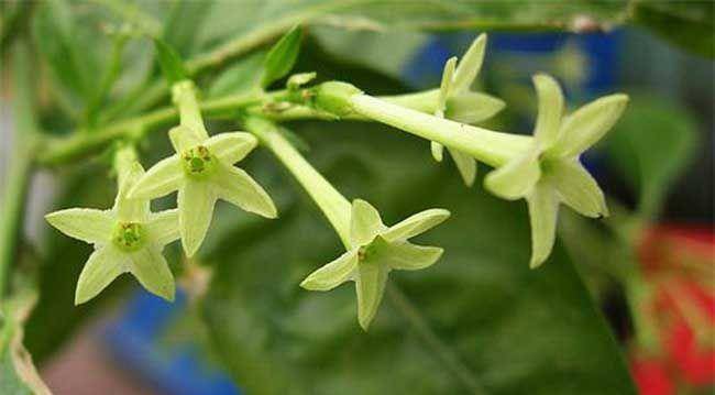 夜来香花有毒吗可以放卧室吗 家养夜来香需要注意以下问题 时候