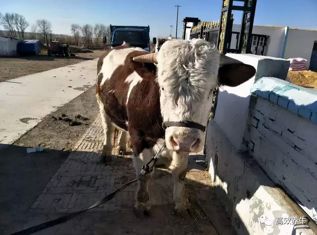 养牛小妙招 肉眼怎么鉴别牛的问题 牛体 新闻时间