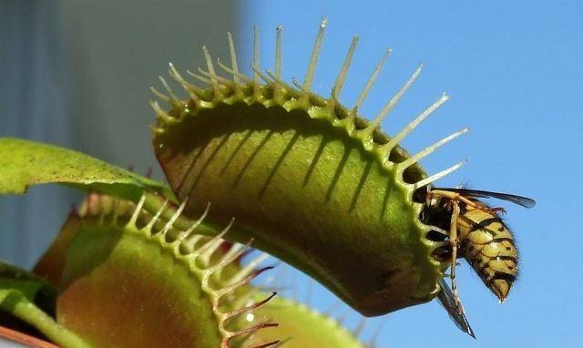 原创捕虫高手捕蝇草被花友们当成宠物养的趣味小盆栽