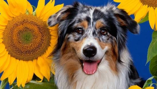 属狗人 12月7日不宜出门办事 你知道12月7日是什么日子吗 生肖