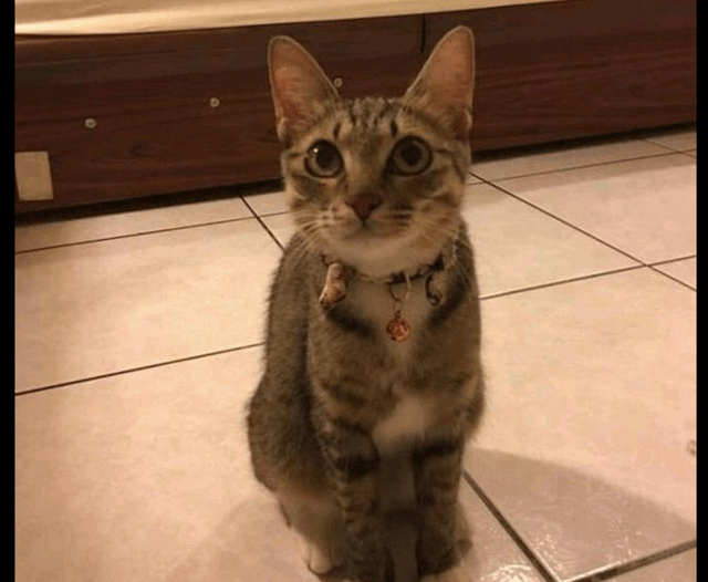 因为怀孕流浪猫主动示好男子，被收养后肚子却越变越小，原来被套路了