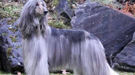 智商狗狗颜值被重新排名，第一名不是阿富汗猎犬，而是它？
