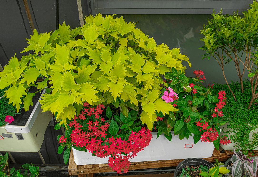 别种绿萝了 种盆彩叶草 形如嘴唇比花好看 叶片