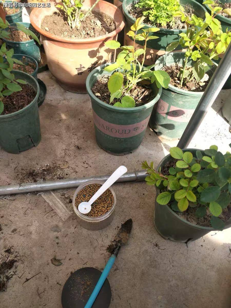 养花,养多肉,别动不动就施肥,小心肥害,直接把花给烧死