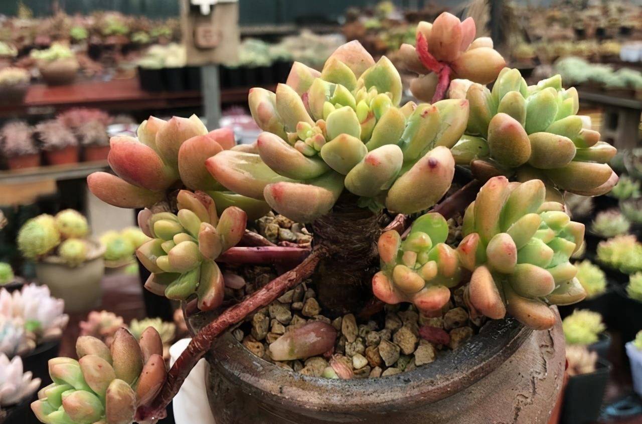 这就是香奈儿多肉,一个名字贵气价格却不贵的品种,而且还有淡淡的香味