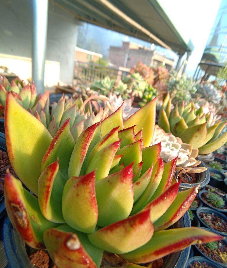 多肉露养的真正含义你了解嘛 并没有那么简单 植物 全网搜