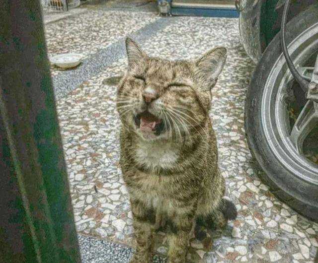 猫咪小猫因吃不饱，竟然讹上人类女孩，自己混熟后，再带不同小弟上门