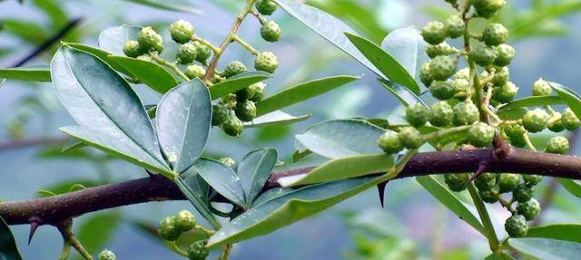 99047bfb426d450b9a81f3119df637a0.jpeg