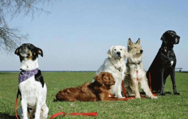 原创主人带着6条猎犬打猎路过一块大石头时所有狗子突然不愿前进