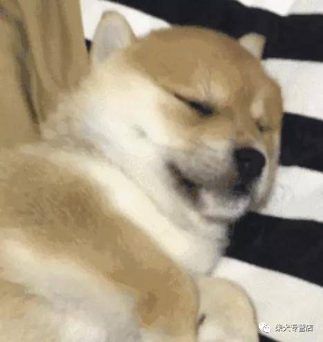 冷知识 柴犬的睡眠时间与身体健康有关吗 主人
