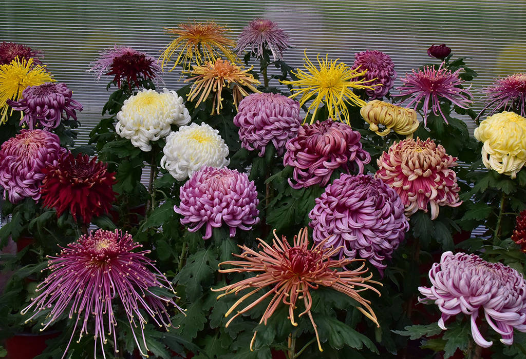 菊花|北海公园菊花盛放 色彩斑斓鲜艳夺目