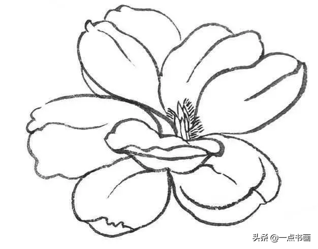 工笔玉兰画法示范讲解 花瓣 全网搜