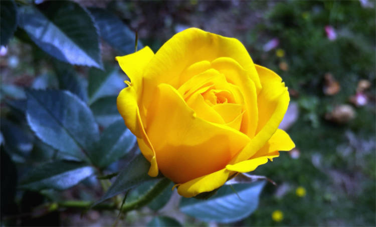 黄玫瑰的花语是什么意思？是幸运和已逝的爱，不要轻易送给恋人_黄色