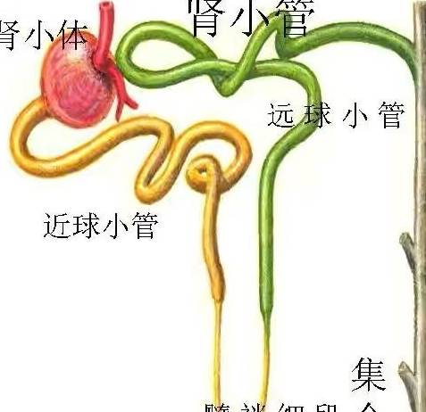 达格列|作用独特，达格列净把吃进的糖分尿出去！心梗病人用降糖效果不错