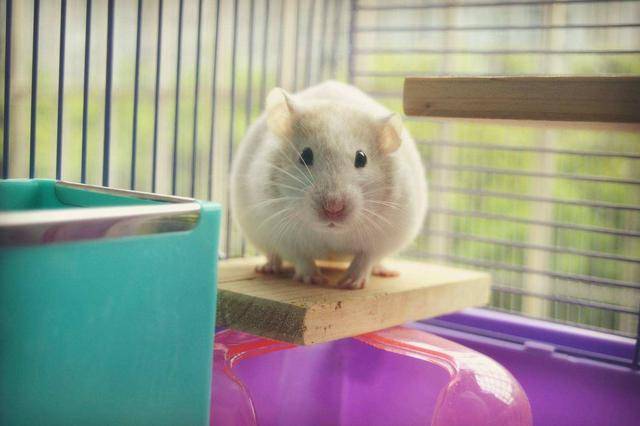 把仓鼠丢进一箱葵花籽中 下一秒仓鼠像疯了一样 大家忍住别笑 主人