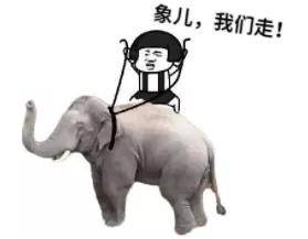 “大象驾驶证”火出圈！近万人参加考试，还有抖音网红！