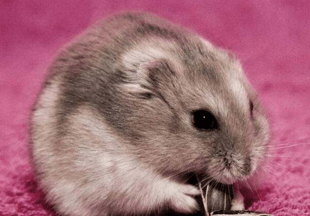 把仓鼠丢进一箱葵花籽中 下一秒仓鼠像疯了一样 大家忍住别笑 主人