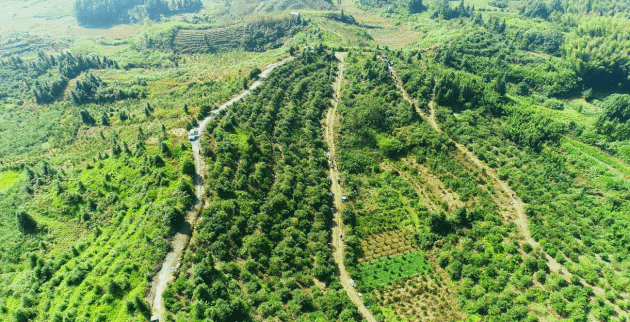 湖北通城黄袍山万亩油茶喜获丰收