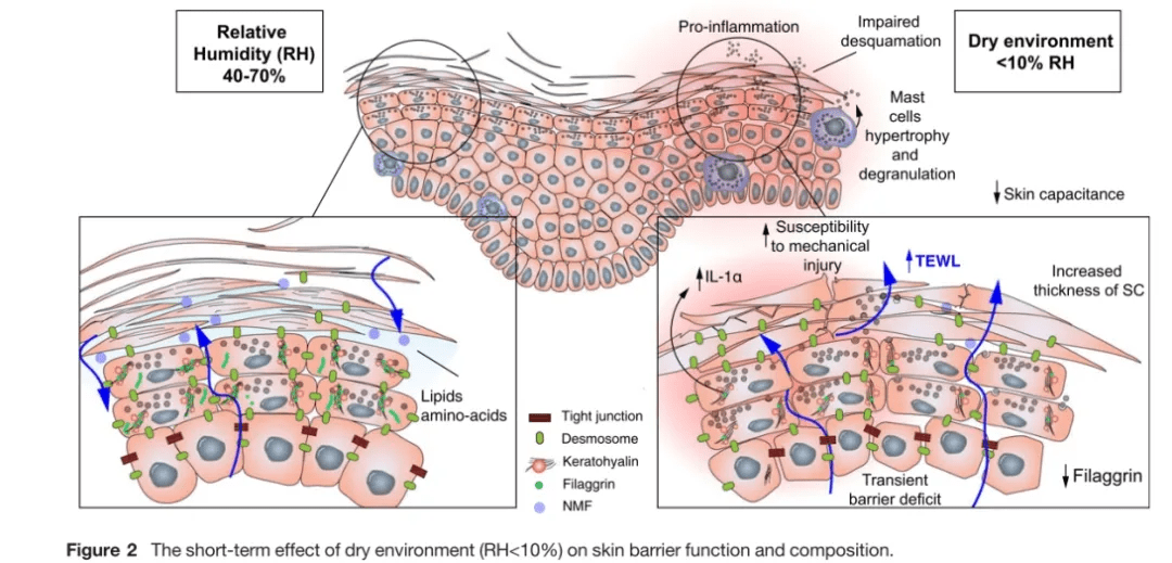 高加索《亚洲肤质白皮书》全新发布，方里Funny Elves解析底妆新需求