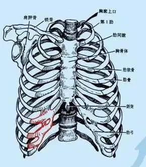 肋缘在位置图片图片