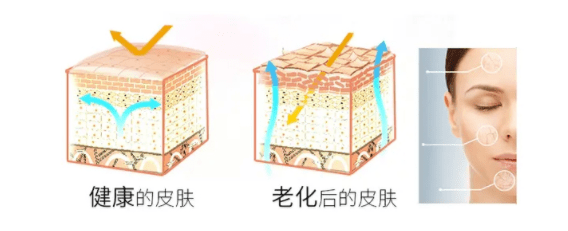 人体延缓时间，零姿玻尿酸钠蛋白肽饮“稳住”肌肤元气透亮！