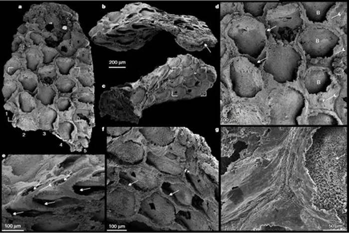 舒德|西北大学博士Nature发文：在陕南镇巴发现地球最早的苔藓虫化石