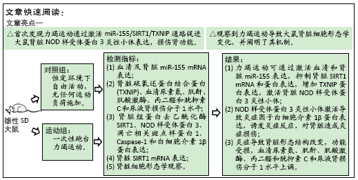 一次性力竭运动模型促进大鼠肾脏nod样受体蛋白3炎性小体的表达 组织