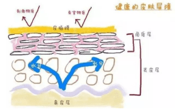 少油水媚蛙：肌肤“水油不平衡”？你的众多肌肤问题都是因为它！