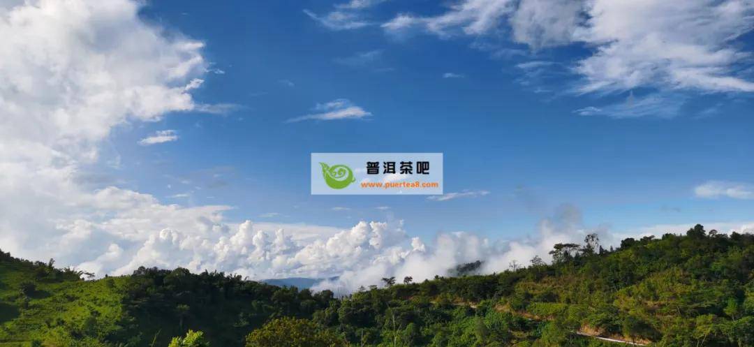 薄荷塘普洱茶价格表大全