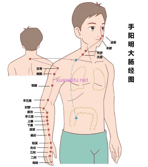 肠经的准确位置图走向图片