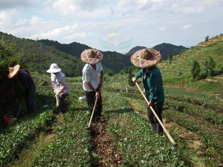 广东澳洲茶树种植图片