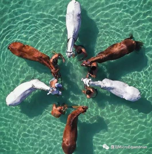 冥想|青马课堂：马术心理学，骑马过程中如何进行情绪管理？