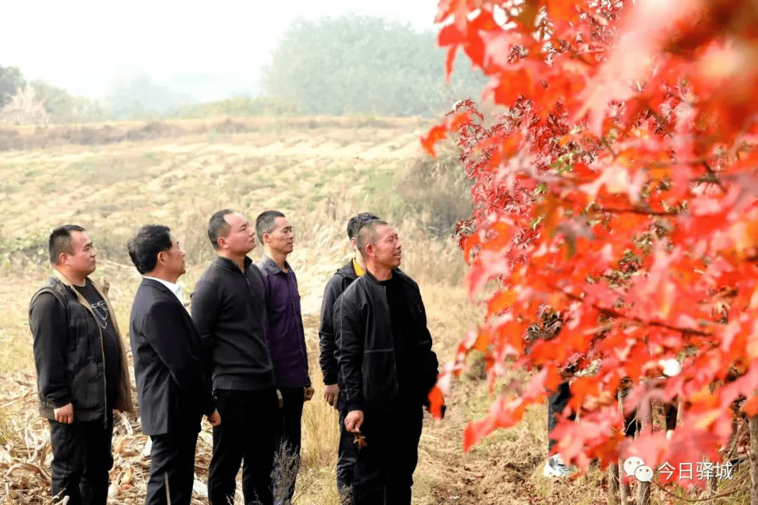 种植基地专业引种培育和推广国内外彩叶和香化新优品种,有专业育苗