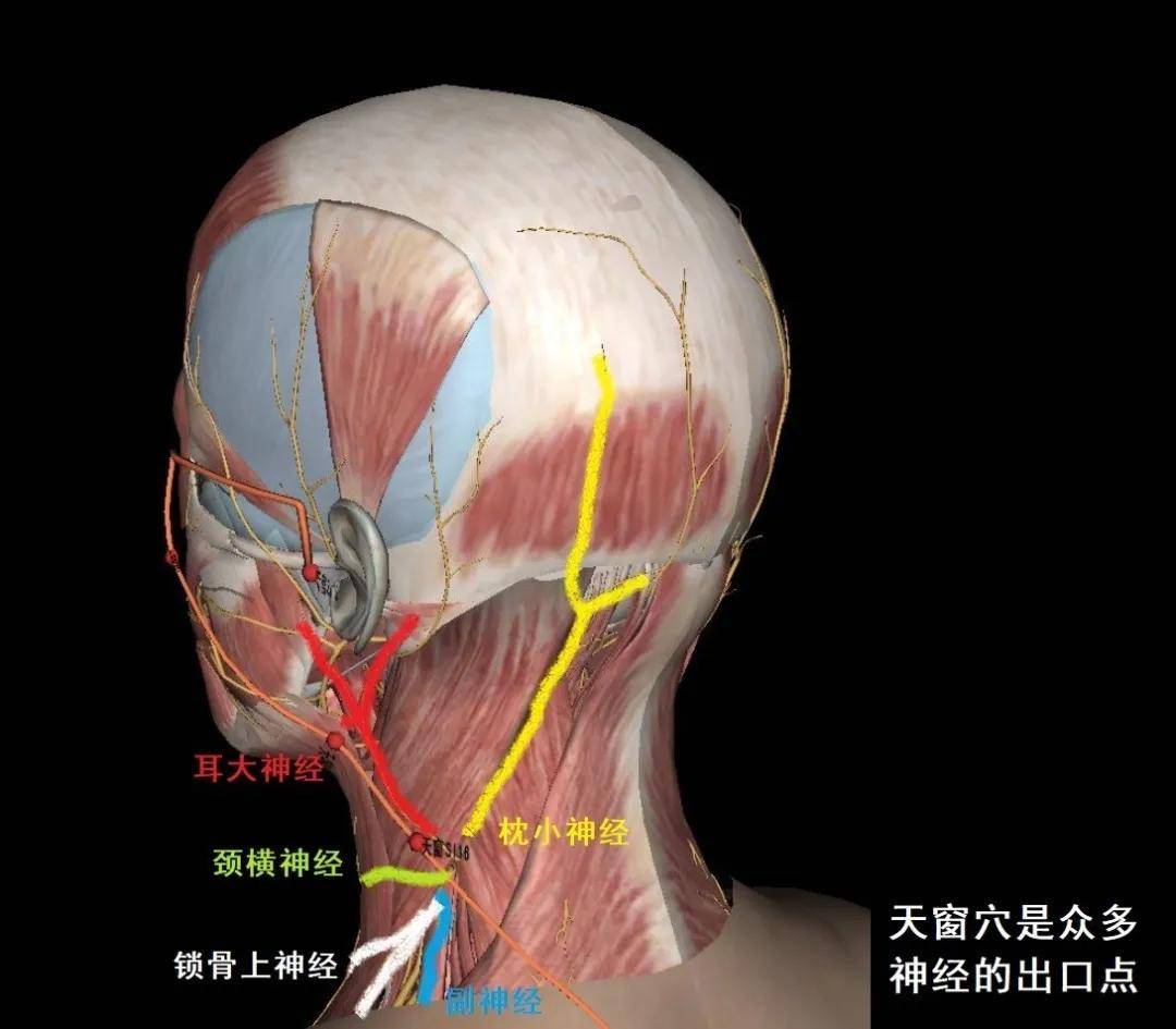 颈丛神经从上到下分别是枕小神经,耳大神经,颈横神经,锁骨上神经,而脑