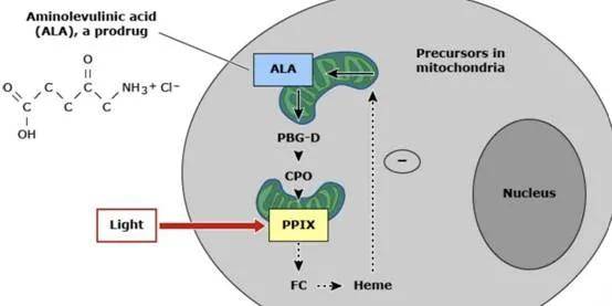 细胞|一招制敌｜光动力治疗在皮肤科的应用
