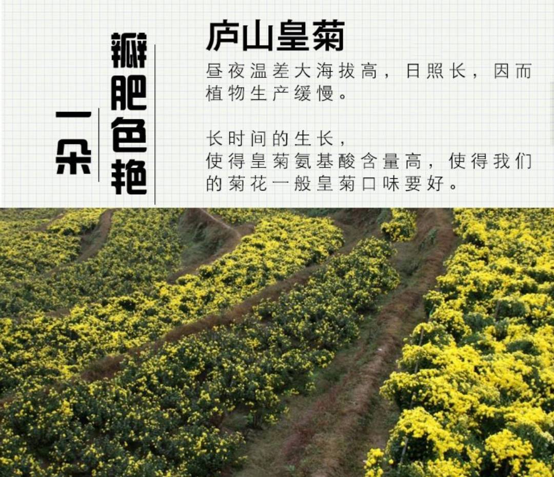 那些关于菊花的故事 苏东坡 全网搜