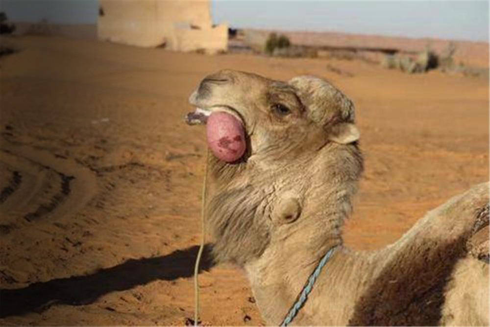 骆驼嘴巴内部构造图片