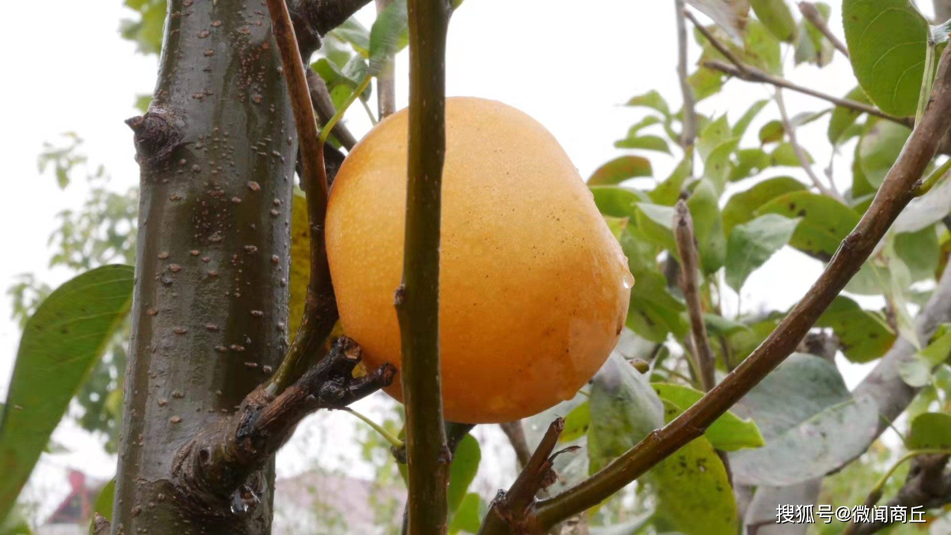 秋雨|秋之思语！