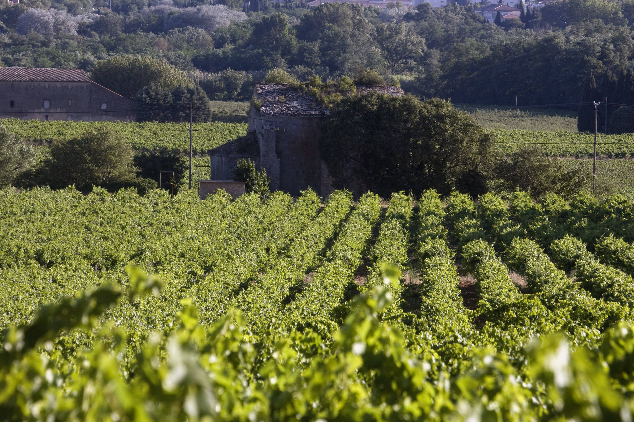 葡萄|最懂酒的国家：在世界一枝独秀，中国吃货是它最大的卖场