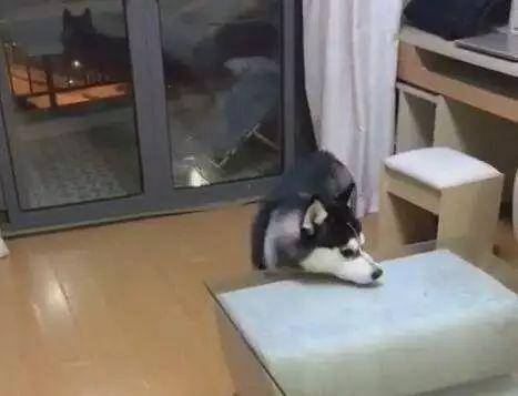 什么|主人外出二哈独自在家,监控拍下狗狗“罪行”,网友直呼狗肉煲了