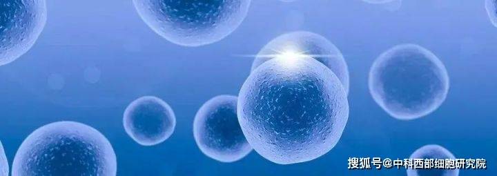 治疗|中科西部干细胞研究院：间充质干细胞治疗糖尿病肾病的作用与机制