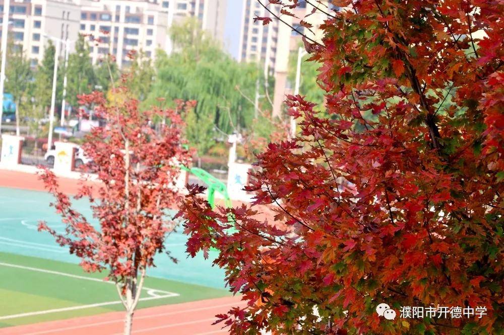 秋色正|濮阳市开德中学：碧云天 黄叶地 | 开德秋色正宜人