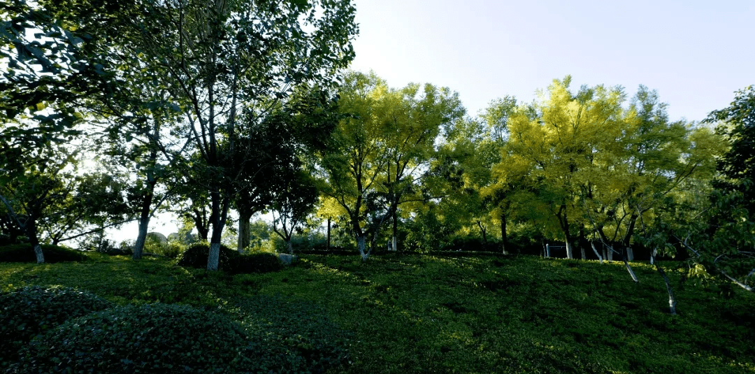 舜华山森林公园图片
