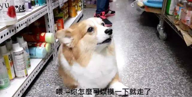 次数肥柯基讨主人摸摸，嫌次数太少，直接怒甩肥臀！