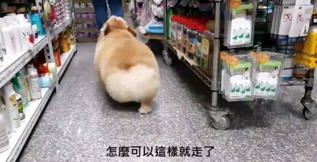 次数肥柯基讨主人摸摸，嫌次数太少，直接怒甩肥臀！