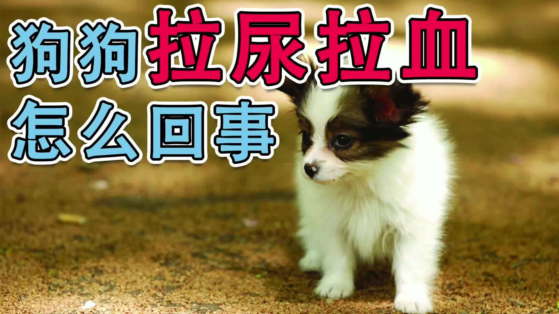 狗狗拉尿拉血怎麼回事