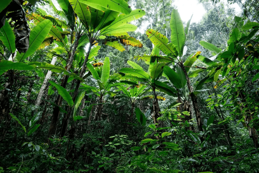 原始雨林媲美缅甸,佛塔僧侣不输泰国,完美"复刻"东南亚风情!
